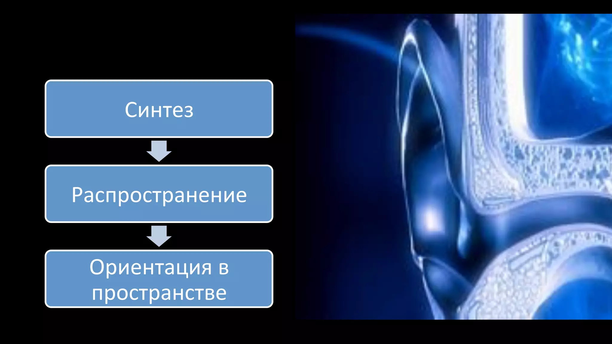 Синтез%
Распространение%
Ориентация%в%
пространстве%
 