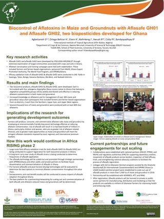Biocontrol of Aflatoxins in Maize and Groundnuts with Aflasafe GH01
and Aflasafe GH02, two biopesticides developed for Ghana
Agbetiameh D1,2, Ortega-Beltran A1, Elzein A1,Atehnkeng J1, Awuah RT2, Cotty PJ3, Bandyopadhyay R1
1International Institute of Tropical Agriculture (IITA–Ibadan, Nigeria)
2Department of Crops & Soil Sciences, Kwame Nkrumah University of Science & Technology (KNUST–Kumasi)
3USDA-ARS, School of Plant Sciences, University of Arizona, Tucson, AZ,USA
Corresponding author email: R.Bandyopadhyay@cgiar.org
Key research activities
• Aflasafe GH01 and aflasafe GH02 were developed by IITA/USDA-ARS/KNUST through
extensive examination of fungal communities associated with crops and soils in Ghana.
• Aflatoxin sensitization and training campaigns were held with stakeholders. These
included farmers and farmer-based organizations, personnel from MoFA, Ghana Export
Promotion Authority, The World Food Program, and SPRING/Ghana.
• Efficacy validation trials of aflasafe GH01 & aflasafe GH02 were conducted in 240 fields in
Savelugu, Tolon, Bongo, Kassena-Nankana, Wa West, and Nadowli districts.
Implications of the research for
generating development outcomes
Results and main findings
• Two biocontrol products, aflasafe GH01 & aflasafe GH02, were developed. Each is
formulated with four atoxigenic Aspergillus flavus strains native to Ghana that belong to
vegetative compatibility groups (VCGs) widely-distributed and effective in reducing
aflatoxin contamination in both maize and groundnut.
• Increased knowledge on aflatoxins and its management of over 300 maize and
groundnut value chain participants that included farmers and farmer-based organizations
from six districts, 2 each from the Northern, Upper East, and Upper West regions.
• Several thousand tons of maize and groundnut were produced with at least 80% less
aflatoxins.
Farmers will produce, consume, and commercialize aflatoxin-safe maize and groundnut by
employing an environmentally friendly biocontrol technology effective at reducing
aflatoxin contamination. Use of aflasafe will result in i) improved health of millions in
Ghana, particularly children and women, who are at greater risk of aflatoxin-related
illnesses, and ii) greater trade opportunities as maize and groundnut will meet the
stringent aflatoxin standards imposed by local, regional, and international premium
markets.
• Large-scale field efficacy validation trials for both aflasafe GH01 & aflasafe GH02 are
being conducted to support registration for both biocontrol products in Ghana.
• A long-term carry-over study of aflasafe strains is being conducted to determine
frequencies of aflasafe application.
• The aflasafe technology will be scaled-out and promoted through strategic partnerships
with SPRING/Ghana and other public and private partners to facilitate future
dissemination and commercialization of aflasafe in Ghana.
• Pre-harvest (aflasafe) and post-harvest (drying) technologies will be evaluated to
determine the best options to minimize aflatoxin contamination throughout the value
chain.
• Socioeconomic and cost-benefit studies will be conducted to assess impacts of aflasafe
adoption throughout Ghana.
• The best platform for a partnership/networking for scaling-out and commercialization of
both aflasafe and aflatoxin-reduced maize and groundnuts will be determined.
How this work would continue in Africa
RISING phase 2
The Africa Research In Sustainable Intensification for the Next Generation (Africa RISING) program comprises three research-for-
development projects supported by the United States Agency for International Development as part of the U.S. government’s Feed the
Future initiative.
Through action research and development partnerships, Africa RISING will create opportunities for smallholder farm households to move out
of hunger and poverty through sustainably intensified farming systems that improve food, nutrition, and income security, particularly for
women and children, and conserve or enhance the natural resource base.
The three projects are led by the International Institute of Tropical Agriculture (in West Africa and East and Southern Africa) and the
International Livestock Research Institute (in the Ethiopian Highlands). The International Food Policy Research Institute leads an
associated project on monitoring, evaluation and impact assessment.
www.africa-rising.net
• Collaborations were established with national partners (KNUST, PPRSD, and
MoFA) and regulatory authorities (EPA) for supporting awareness creation,
movement of aflasafe products across borders, inspection of field efficacy
trials, and strengthening national advocacy coalitions to facilitate the
process of aflasafe registration.
• Linkages with GIZ (a Ghanaian-German program assisted by the Deutsche
Geselischaft für Internationale Zusammenarbeit) and SPRING Ghana (a
USAID funded nutrition project) were established to scale-out use of
aflasafe products in more than 1,500 ha of maize and groundnut in 2016.
• Partnership will be established with ADVANCE, ATT, and RING.
• After registration, aflasafe products will be licensed to private or public
sector partners for manufacturing, distribution and marketing so that the
products are available to millions of Ghanaian farmers for improving health
and enhancing trade.
Current partnerships and future
engagements for out scaling
Upper images: Stakeholders sensitized on aflatoxin and its management; Bottom
images: Farmers applying aflasafe on maize and groundnut fields
0.0
0.5
1.0
1.5
2.0
Treated Control Treated Control Treated Control
Northern Upper East Upper West
Aflatoxin(logppb)
Groundnut Maize
****
***
**
***
0.0
0.5
1.0
1.5
2.0
Treated Control Treated Control Treated Control
Northern Upper East Upper West
Aflatoxin(logppb)
Groundnut Maize
**
***NS
*
***
Efficacy of aflasafe GH01 in groundnut & maize kernels from 36 treated and
untreated (control) farmers' fields across three regions in Ghana
Efficacy of aflasafe GH02 in groundnut & maize kernels from 36 treated and
untreated (control) farmers' fields across three regions in Ghana
Vertical bars represent standard error of treatment means. Means of the treated and control fields were compared individually in
each region for each crop.
NS = Means of aflatoxin values in control and treated fields not significantly different (GLM of SAS, LSMEANS option, P = 0.05)
*, **, ***, **** indicate significance at P < 0.05, 0.01, 0.001, and 0.0001, respectively (GLM of SAS, LSMEANS option).
**
**
****
 