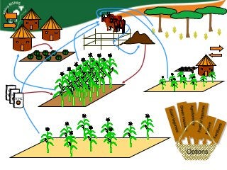 Africa RISING update on Ghana in 2012 and plans for 2013