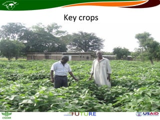 Key crops
 