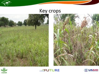 Key crops
 