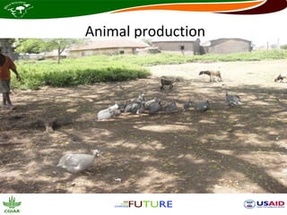 Animal production
 