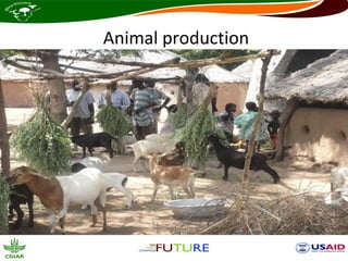 Animal production
 
