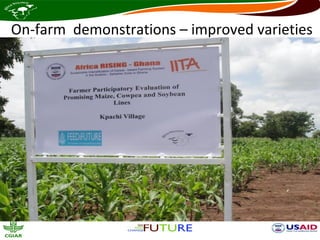 On-farm demonstrations – improved varieties
 