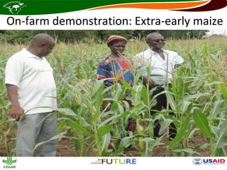 On-farm demonstration: Extra-early maize
 