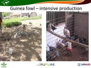 Guinea fowl – intensive production
 