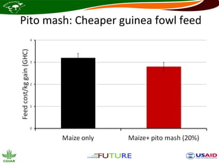 Pito mash: Cheaper guinea fowl feed
 