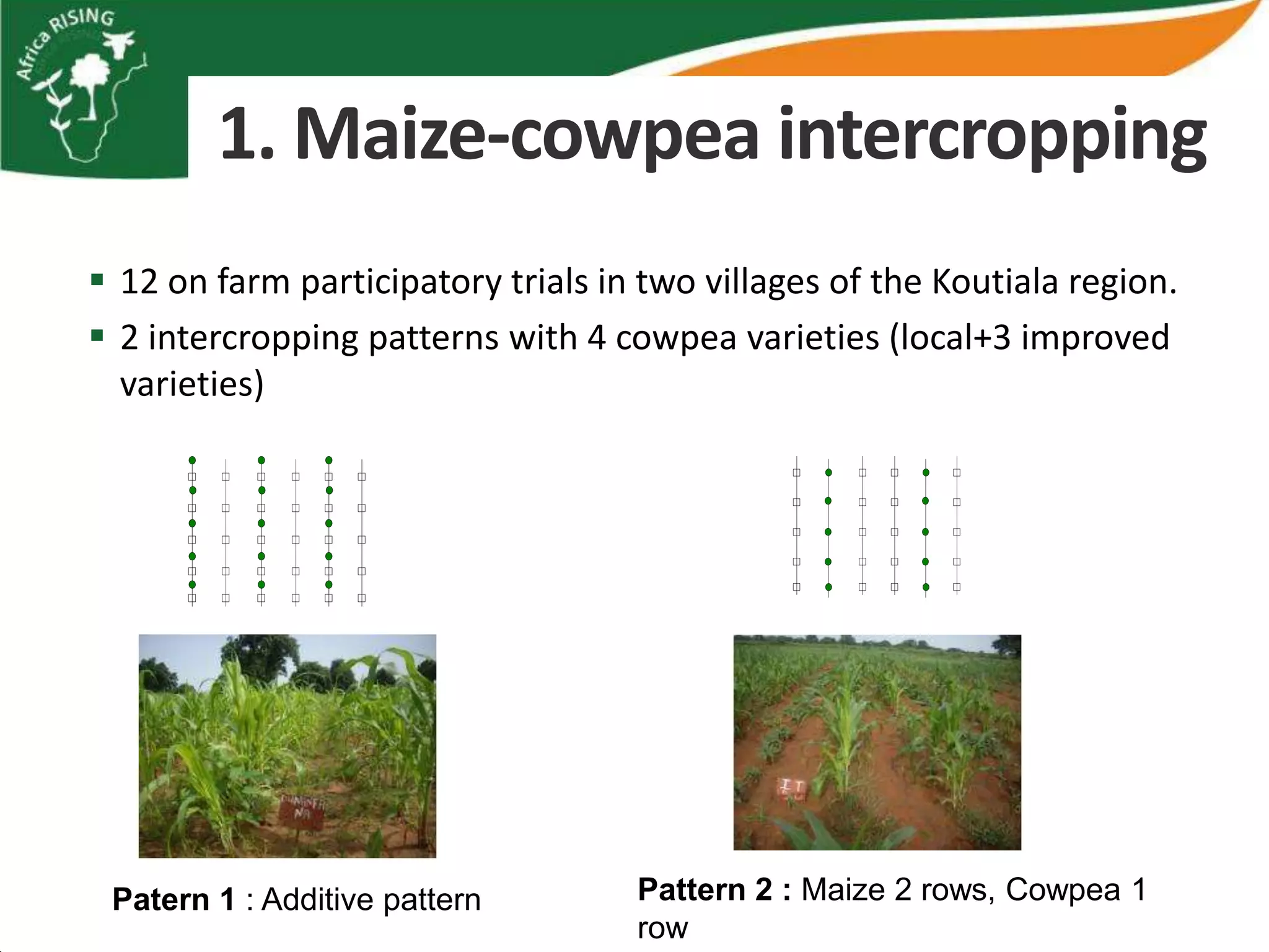 1. Maize-cowpea intercropping
 12 on farm participatory trials in two villages of the Koutiala region.
 2 intercropping patterns with 4 cowpea varieties (local+3 improved
  varieties)




 Patern 1 : Additive pattern        Pattern 2 : Maize 2 rows, Cowpea 1
                                    row
 