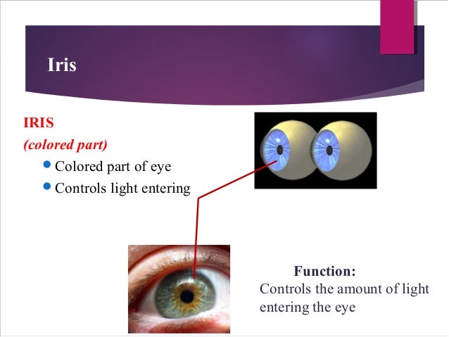 Structure and Function of the Eye Structure and Function of the Eye