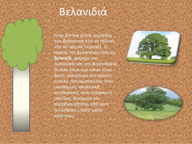 Κόκκινη βελανιδιά που χρονολογείται