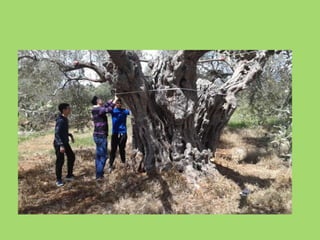 Τα ελαιοδεντρα του Γερακιου (Ανθη) ARXIKO.pptx