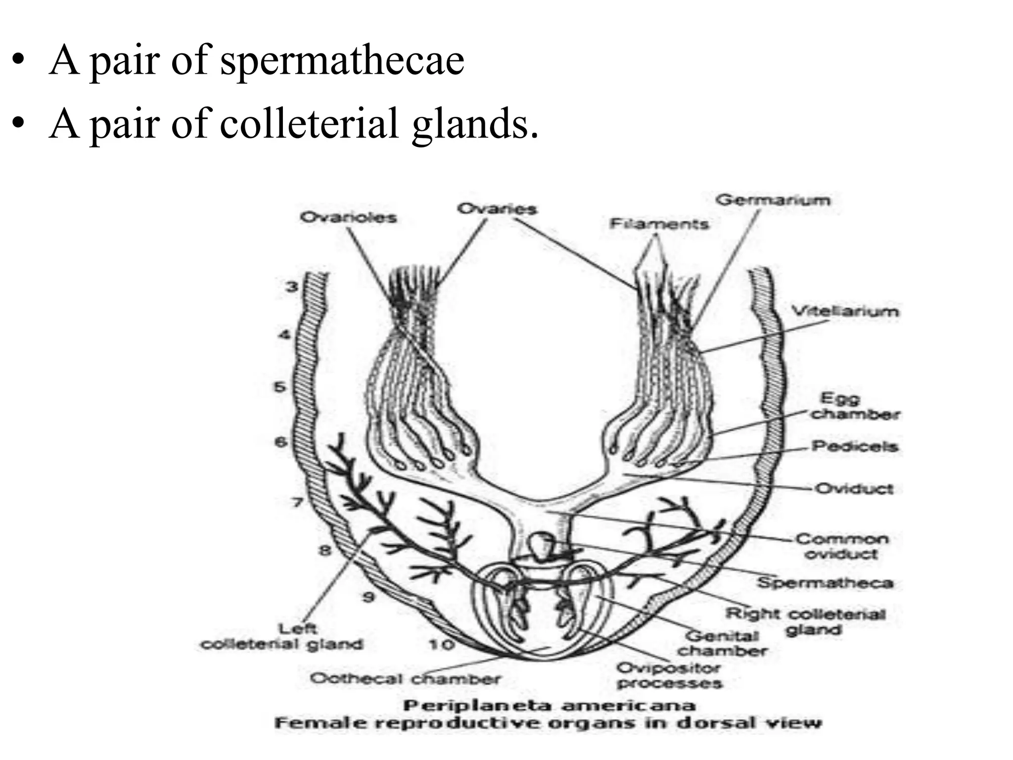 • A pair of spermathecae
• A pair of colleterial glands.
 