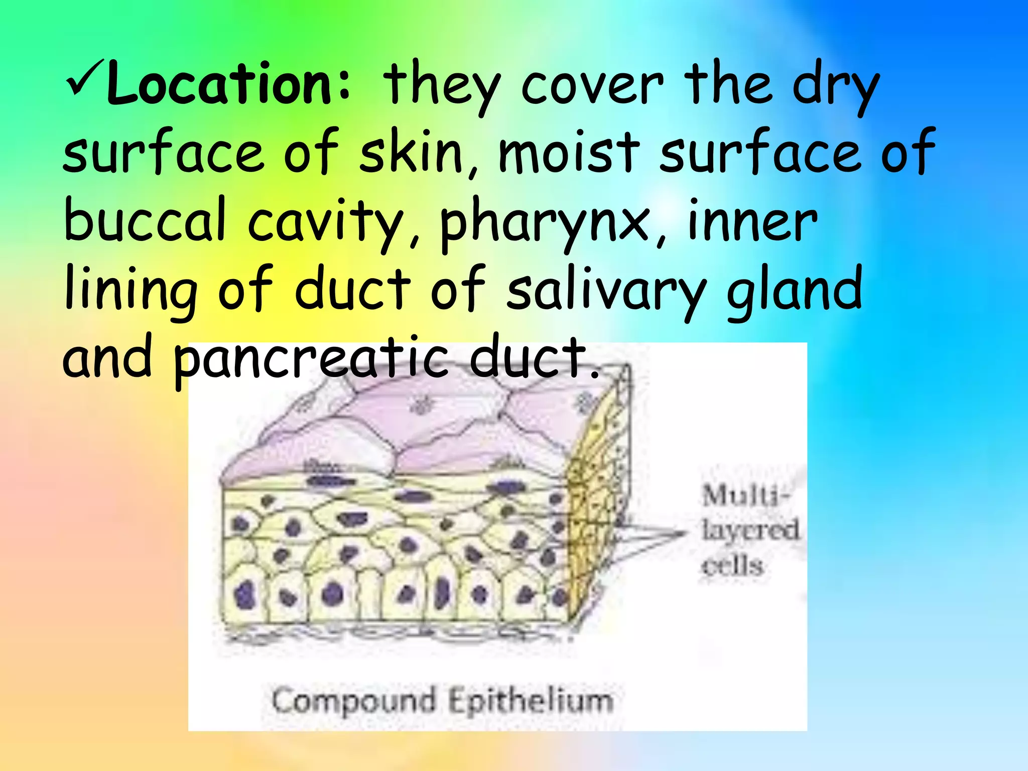 Location: they cover the dry
surface of skin, moist surface of
buccal cavity, pharynx, inner
lining of duct of salivary gland
and pancreatic duct.
 