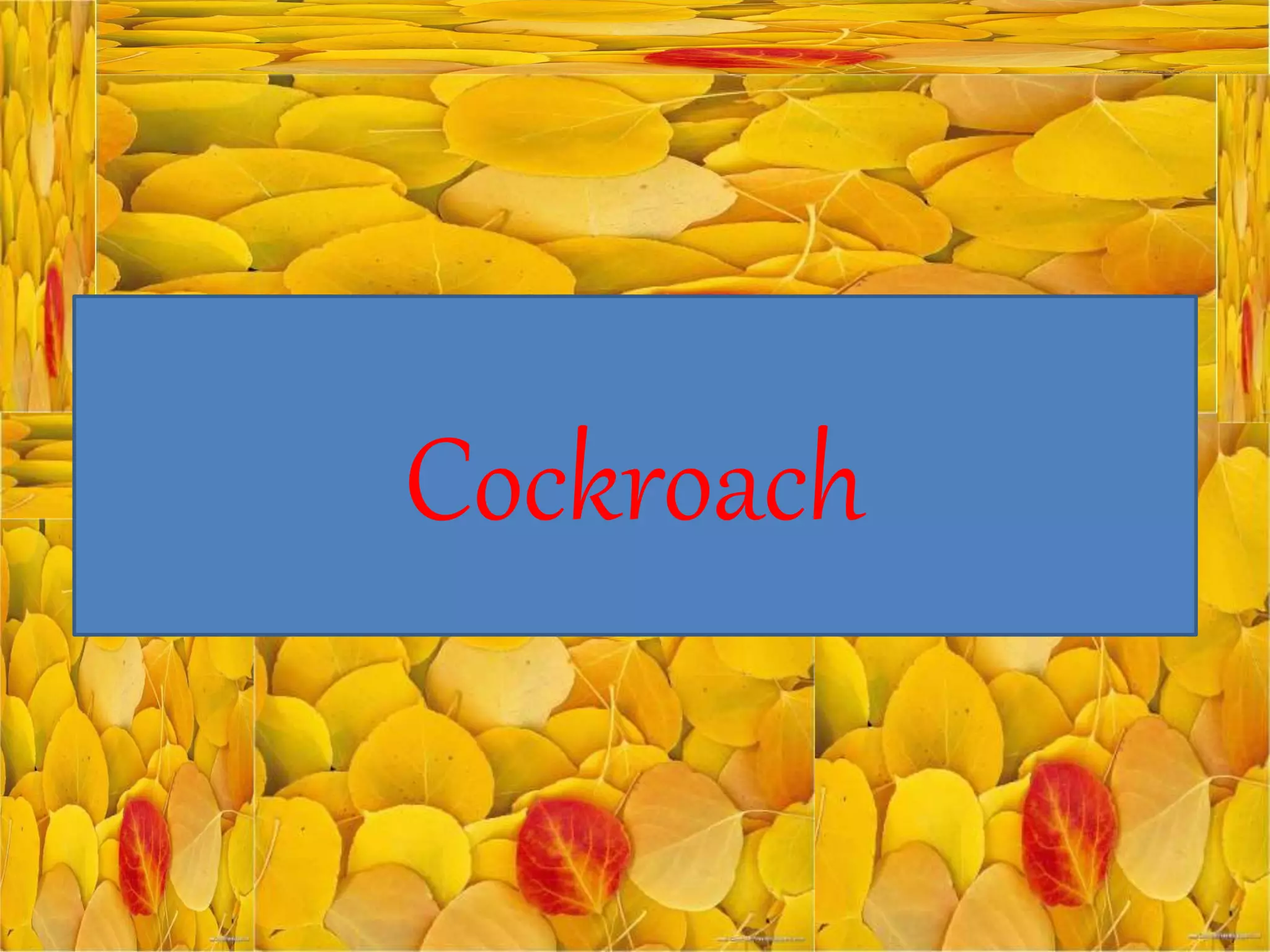 Chapter: 5
Cockroach
 