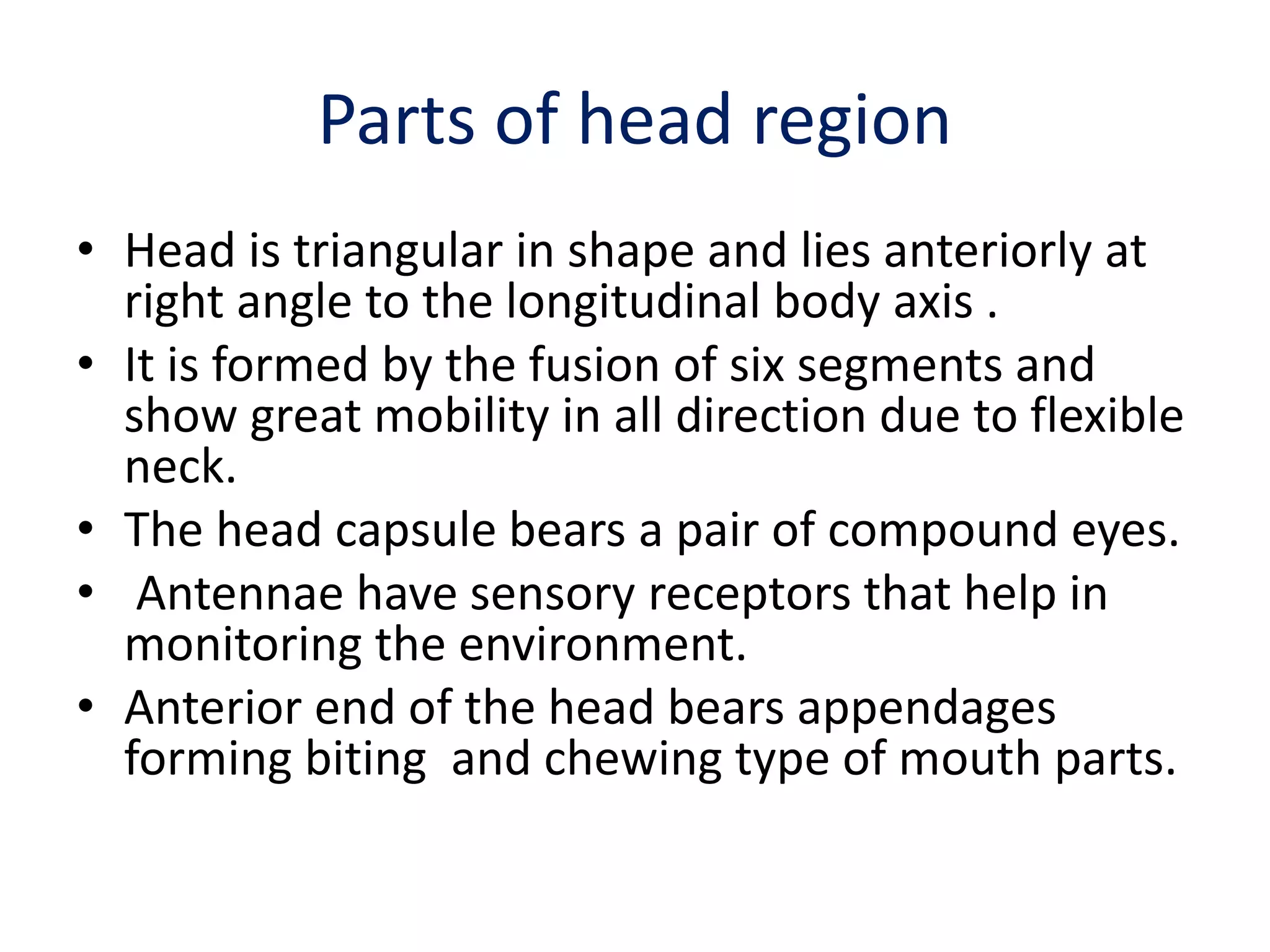 Parts of head region
• Head is triangular in shape and lies anteriorly at
right angle to the longitudinal body axis .
• It is formed by the fusion of six segments and
show great mobility in all direction due to flexible
neck.
• The head capsule bears a pair of compound eyes.
• Antennae have sensory receptors that help in
monitoring the environment.
• Anterior end of the head bears appendages
forming biting and chewing type of mouth parts.
 