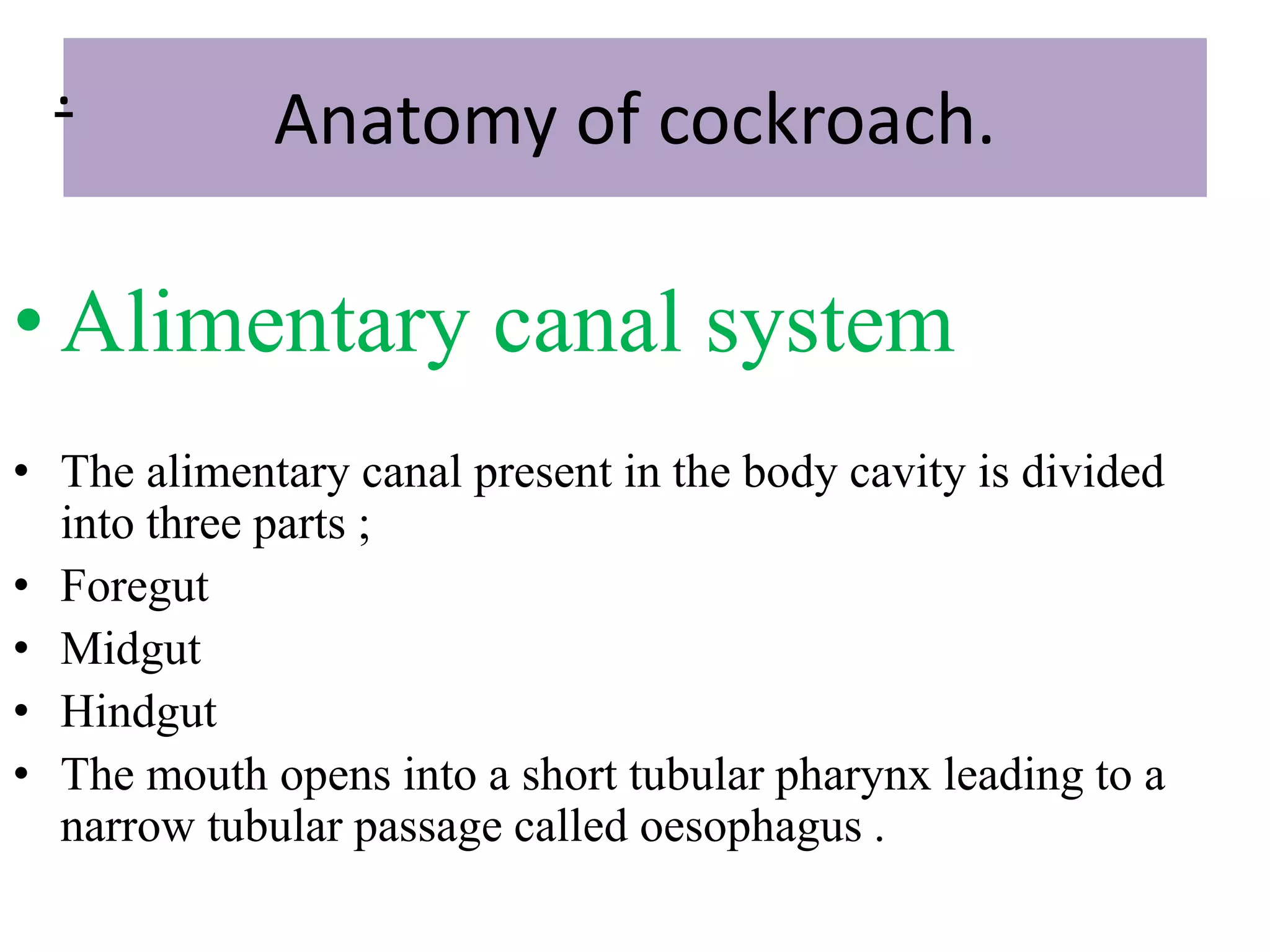 Anatomy of cockroach.
• Alimentary canal system
• The alimentary canal present in the body cavity is divided
into three parts ;
• Foregut
• Midgut
• Hindgut
• The mouth opens into a short tubular pharynx leading to a
narrow tubular passage called oesophagus .
.
 