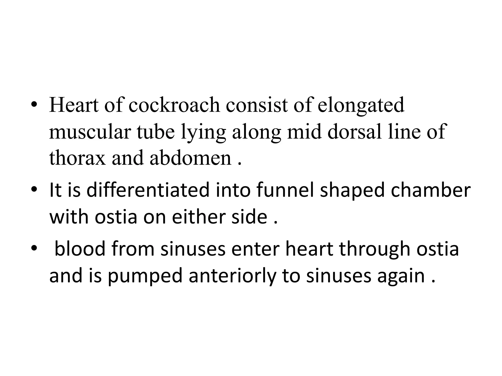 • Heart of cockroach consist of elongated
muscular tube lying along mid dorsal line of
thorax and abdomen .
• It is differentiated into funnel shaped chamber
with ostia on either side .
• blood from sinuses enter heart through ostia
and is pumped anteriorly to sinuses again .
 