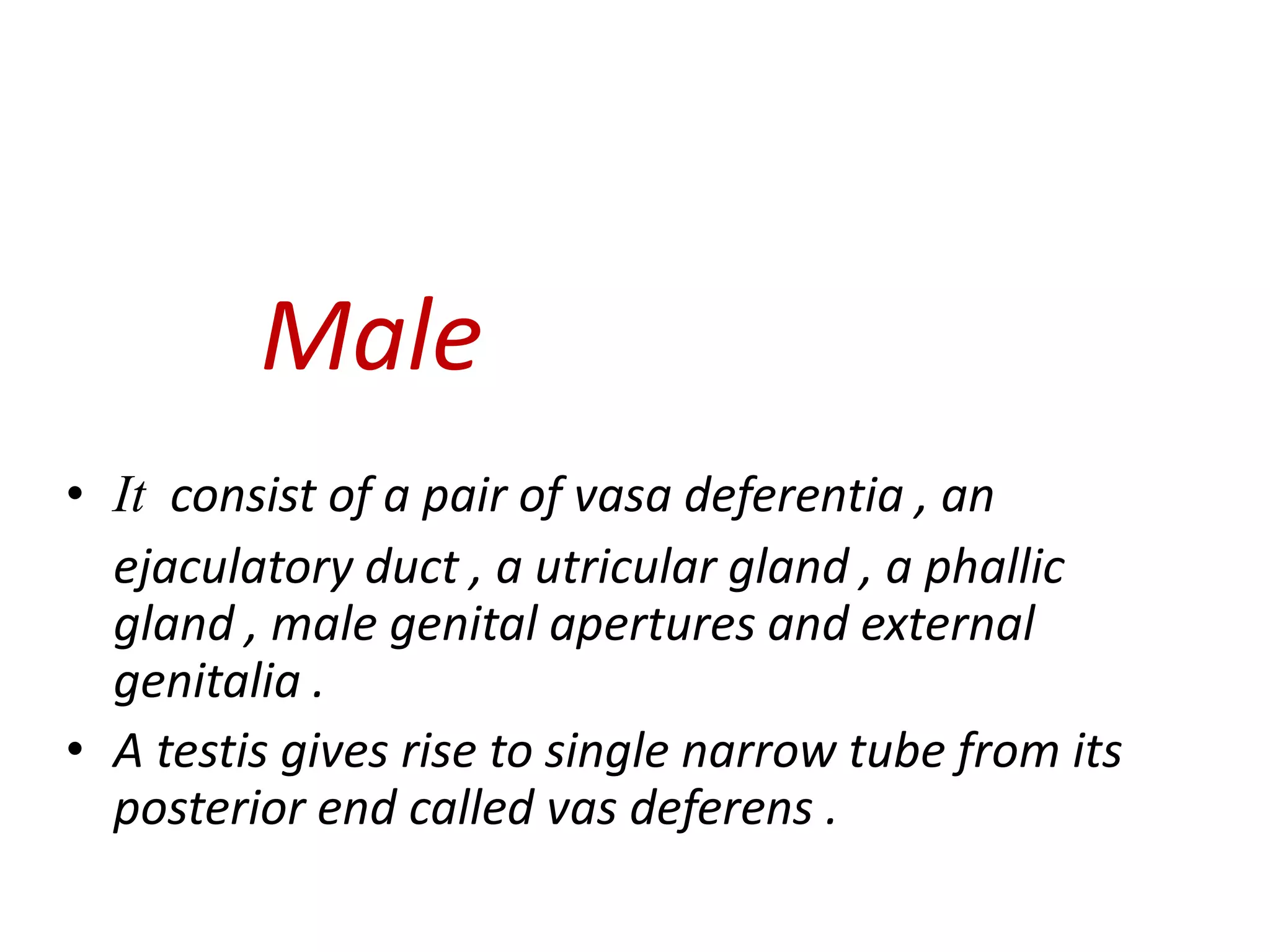 Male
• It consist of a pair of vasa deferentia , an
ejaculatory duct , a utricular gland , a phallic
gland , male genital apertures and external
genitalia .
• A testis gives rise to single narrow tube from its
posterior end called vas deferens .
 