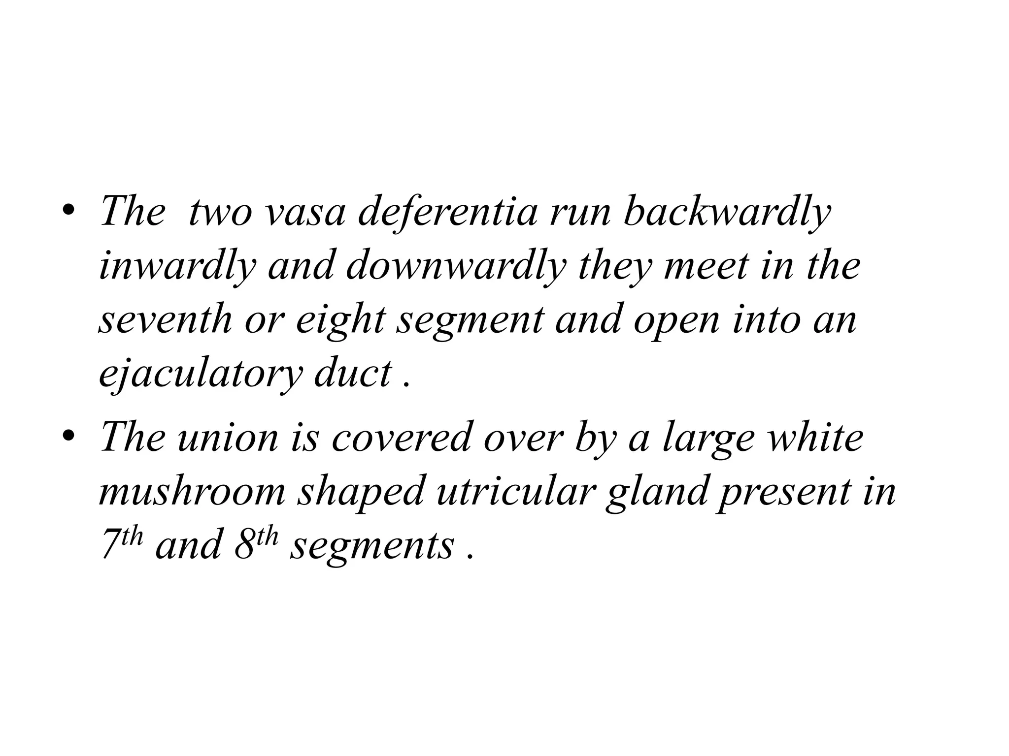 • The two vasa deferentia run backwardly
inwardly and downwardly they meet in the
seventh or eight segment and open into an
ejaculatory duct .
• The union is covered over by a large white
mushroom shaped utricular gland present in
7th and 8th segments .
 