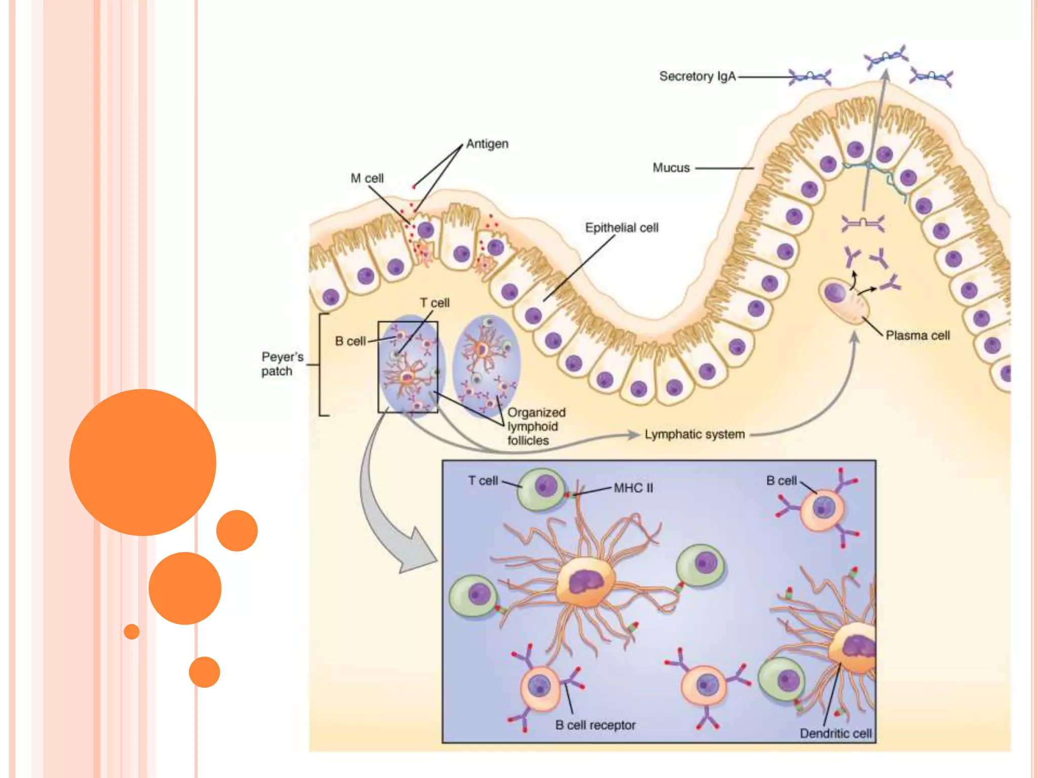ORGANS OF IMMUNE SYSTEM PRIMARY AND SECONDARY LYMPHOID ORGANS | PPTX