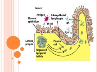 ORGANS OF IMMUNE SYSTEM PRIMARY AND SECONDARY LYMPHOID ORGANS | PPTX