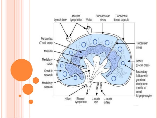 secondary lymphoid organs
