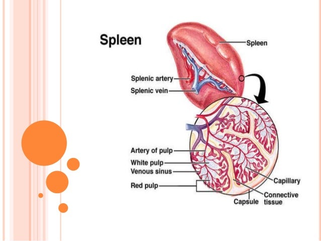primary lymphoid organs