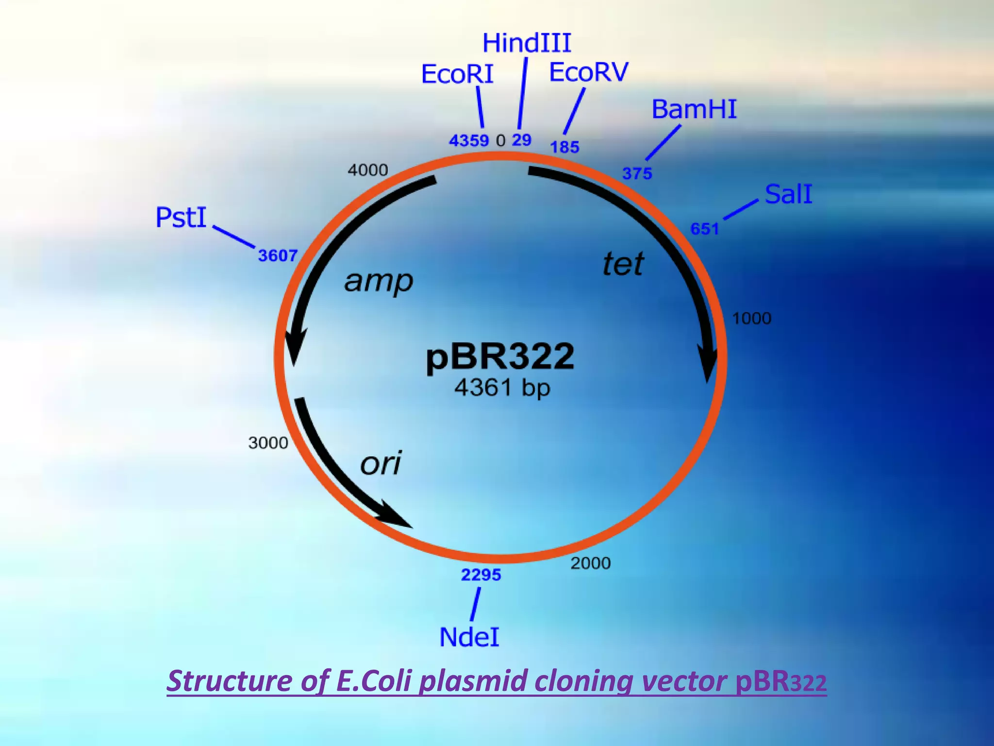Structure of E.Coli plasmid cloning vector pBR322
 