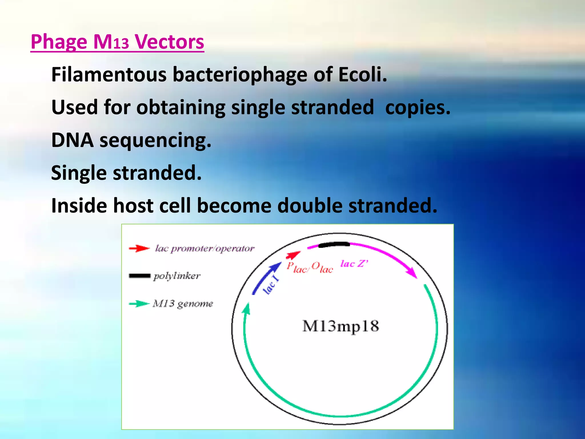 Phage M13 Vectors
Filamentous bacteriophage of Ecoli.
Used for obtaining single stranded copies.
DNA sequencing.
Single stranded.
Inside host cell become double stranded.
 
