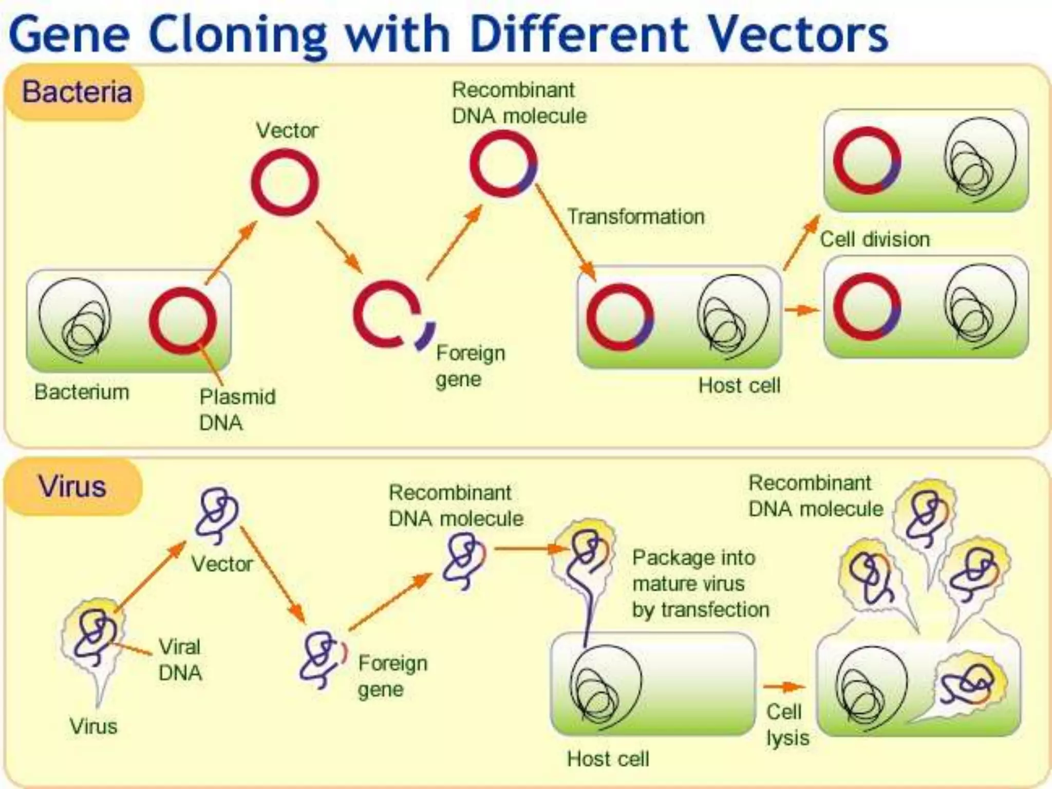 Molecular Cloning -  Vectors: Types & Characteristics