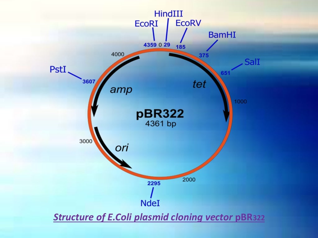 Molecular Cloning - Vectors: Types & Characteristics