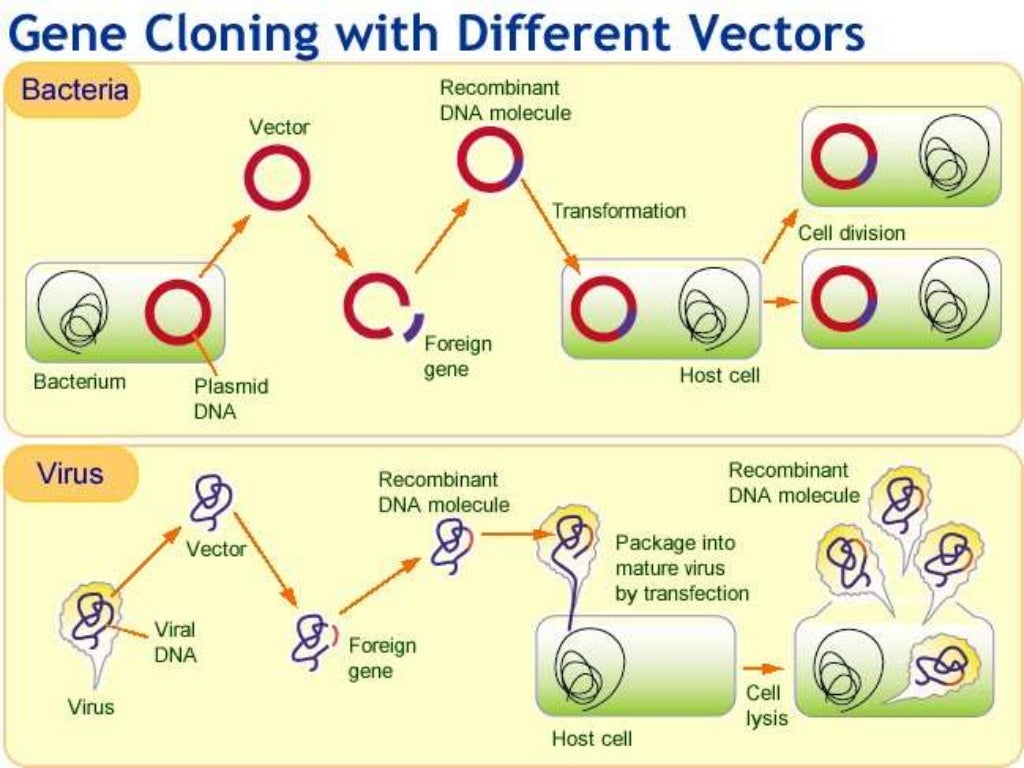 Molecular cloning vectors types characteristics
