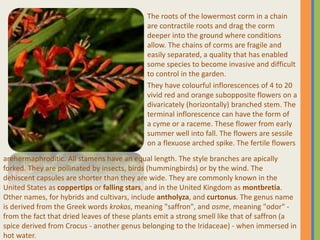 The roots of the lowermost corm in a chain
are contractile roots and drag the corm
deeper into the ground where conditions
allow. The chains of corms are fragile and
easily separated, a quality that has enabled
some species to become invasive and difficult
to control in the garden.
They have colourful inflorescences of 4 to 20
vivid red and orange subopposite flowers on a
divaricately (horizontally) branched stem. The
terminal inflorescence can have the form of
a cyme or a raceme. These flower from early
summer well into fall. The flowers are sessile
on a flexuose arched spike. The fertile flowers
arehermaphroditic. All stamens have an equal length. The style branches are apically
forked. They are pollinated by insects, birds (hummingbirds) or by the wind. The
dehiscent capsules are shorter than they are wide. They are commonly known in the
United States as coppertips or falling stars, and in the United Kingdom as montbretia.
Other names, for hybrids and cultivars, include antholyza, and curtonus. The genus name
is derived from the Greek words krokos, meaning "saffron", and osme, meaning "odor" -
from the fact that dried leaves of these plants emit a strong smell like that of saffron (a
spice derived from Crocus - another genus belonging to the Iridaceae) - when immersed in
hot water.
 