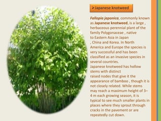 Japanese knotweed
Fallopia japonica, commonly known
as Japanese knotweed, is a large ,
herbaceous perennial plant of the
family Polygonaceae , native
to Eastern Asia in Japan
, China and Korea. In North
America and Europe the species is
very successful and has been
classified as an invasive species in
several countries.
Japanese knotweed has hollow
stems with distinct
raised nodes that give it the
appearance of bamboo , though it is
not closely related. While stems
may reach a maximum height of 3–
4 m each growing season, it is
typical to see much smaller plants in
places where they sprout through
cracks in the pavement or are
repeatedly cut down.
 