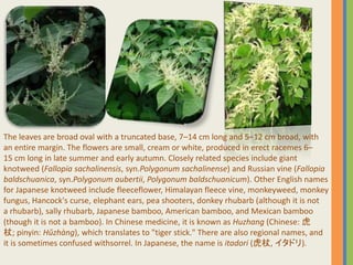 The leaves are broad oval with a truncated base, 7–14 cm long and 5–12 cm broad, with
an entire margin. The flowers are small, cream or white, produced in erect racemes 6–
15 cm long in late summer and early autumn. Closely related species include giant
knotweed (Fallopia sachalinensis, syn.Polygonum sachalinense) and Russian vine (Fallopia
baldschuanica, syn.Polygonum aubertii, Polygonum baldschuanicum). Other English names
for Japanese knotweed include fleeceflower, Himalayan fleece vine, monkeyweed, monkey
fungus, Hancock's curse, elephant ears, pea shooters, donkey rhubarb (although it is not
a rhubarb), sally rhubarb, Japanese bamboo, American bamboo, and Mexican bamboo
(though it is not a bamboo). In Chinese medicine, it is known as Huzhang (Chinese: 虎
杖; pinyin: Hǔzhàng), which translates to "tiger stick." There are also regional names, and
it is sometimes confused withsorrel. In Japanese, the name is itadori (虎杖, イタドリ).
 