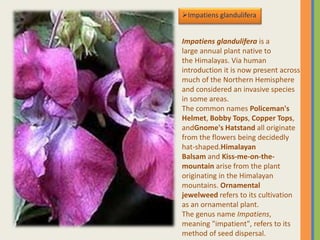 Impatiens glandulifera
Impatiens glandulifera is a
large annual plant native to
the Himalayas. Via human
introduction it is now present across
much of the Northern Hemisphere
and considered an invasive species
in some areas.
The common names Policeman's
Helmet, Bobby Tops, Copper Tops,
andGnome's Hatstand all originate
from the flowers being decidedly
hat-shaped.Himalayan
Balsam and Kiss-me-on-the-
mountain arise from the plant
originating in the Himalayan
mountains. Ornamental
jewelweed refers to its cultivation
as an ornamental plant.
The genus name Impatiens,
meaning "impatient", refers to its
method of seed dispersal.
 