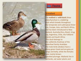 mallard
Fauna
The mallard or wild duck (Anas
platyrhynchos) is a dabbling
duck which breeds throughout
the temperate and subtropical Amer
icas, Europe, Asia, and North Africa,
and has been introduced to New
Zealand, Australia,Peru, Brazil, Urug
uay, Argentina, Chile, the Falkland
Islands and South Africa
.This duck belongs to
the subfamily Anatinae of the
waterfowl family Anatidae.
The male birds (drakes) have a
glossy green head and are grey on
wings and belly, while the females
have mainly brown-
speckled plumage. Mallards live in
wetlands, eat water plants and
 