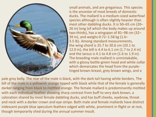 small animals, and are gregarious. This species
is the ancestor of most breeds of domestic
ducks. The mallard is a medium-sized waterfowl
species although is often slightly heavier than
most other dabbling ducks. It is 50–65 cm (20–
26 in) long (of which the body makes up around
two-thirds), has a wingspan of 81–98 cm (32–
39 in), and weighs 0.72–1.58 kg (1.6–
3.5 lb). Among standard measurements,
the wing chord is 25.7 to 30.6 cm (10.1 to
12.0 in), the bill is 4.4 to 6.1 cm (1.7 to 2.4 in)
and the tarsus is 4.1 to 4.8 cm (1.6 to 1.9 in).
The breeding male mallard is unmistakable,
with a glossy bottle-green head and white collar
which demarcates the head from the purple-
tinged brown breast, grey brown wings, and a
pale grey belly. The rear of the male is black, with the dark tail having white borders. The
bill of the male is a yellowish orange tipped with black while that of the female is generally
darker ranging from black to mottled orange. The female mallard is predominantly mottled
with each individual feather showing sharp contrast from buff to very dark brown, a
coloration shared by most female dabbling ducks, and has buff cheeks, eyebrow, throat
and neck with a darker crown and eye-stripe. Both male and female mallards have distinct
iridescent purple blue speculum feathers edged with white, prominent in flight or at rest,
though temporarily shed during the annual summer moult.
 