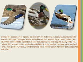 average life expectancy is 3 years, but they can live to twenty. In captivity, domestic ducks
come in wild-type plumages, white, and other colours. Most of these colour variants are
also known in domestic mallards not bred as livestock, but kept as pets, aviary birds, etc.
, where they are rare but increasing in availability. A noisy species, the male has a nasal call
, and a high-pitched whistle, while the female has a deeper quack stereotypically associated
with ducks.
 