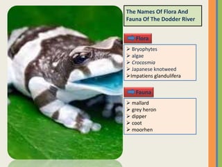 The Names Of Flora And
Fauna Of The Dodder River
Flora
 Bryophytes
 algae
 Crocosmia
 Japanese knotweed
Impatiens glandulifera
Fauna
 mallard
 grey heron
 dipper
 coot
 moorhen
 