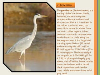  Grey heron
The grey heron (Ardea cinerea), is a
wading bird of the heron family
Ardeidae, native throughout
temperate Europe and Asia and
also parts of Africa. It is resident in
the milder south and west, but
many birds retreat in winter from
the ice in colder regions. It has
become common in summer even
inside the Arctic circle along the
Norwegian coast. It is a large bird,
standing up to 100 cm (39 in) tall
and measuring 84–102 cm (33–
40 in) long with a 155–195 cm (61–
77 in) wingspan. The body weight
can range from 1.02–2.08 kg (2.2–
4.6 lb).Its plumage is largely grey
above, and off-white below. Adults
have a white head with a broad
black supercilium and slender
crest, while immatures have a dull
grey head.
 