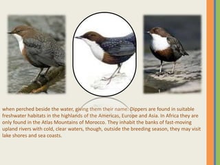 when perched beside the water, giving them their name. Dippers are found in suitable
freshwater habitats in the highlands of the Americas, Europe and Asia. In Africa they are
only found in the Atlas Mountains of Morocco. They inhabit the banks of fast-moving
upland rivers with cold, clear waters, though, outside the breeding season, they may visit
lake shores and sea coasts.
 