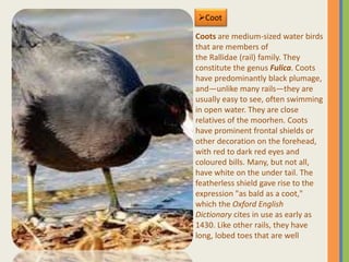 Coot
Coots are medium-sized water birds
that are members of
the Rallidae (rail) family. They
constitute the genus Fulica. Coots
have predominantly black plumage,
and—unlike many rails—they are
usually easy to see, often swimming
in open water. They are close
relatives of the moorhen. Coots
have prominent frontal shields or
other decoration on the forehead,
with red to dark red eyes and
coloured bills. Many, but not all,
have white on the under tail. The
featherless shield gave rise to the
expression "as bald as a coot,"
which the Oxford English
Dictionary cites in use as early as
1430. Like other rails, they have
long, lobed toes that are well
 