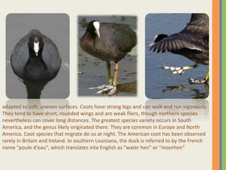 adapted to soft, uneven surfaces. Coots have strong legs and can walk and run vigorously.
They tend to have short, rounded wings and are weak fliers, though northern species
nevertheless can cover long distances. The greatest species variety occurs in South
America, and the genus likely originated there. They are common in Europe and North
America. Coot species that migrate do so at night. The American coot has been observed
rarely in Britain and Ireland. In southern Louisiana, the duck is referred to by the French
name "poule d'eau", which translates into English as "water hen" or "moorhen"
 