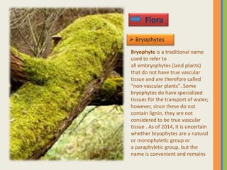  Bryophytes
Flora
Bryophyte is a traditional name
used to refer to
all embryophytes (land plants)
that do not have true vascular
tissue and are therefore called
"non-vascular plants". Some
bryophytes do have specialized
tissues for the transport of water;
however, since these do not
contain lignin, they are not
considered to be true vascular
tissue . As of 2014, it is uncertain
whether bryophytes are a natural
or monophyletic group or
a paraphyletic group, but the
name is convenient and remains
 