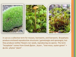 in use as a collective term for mosses, hornworts, and liverworts. Bryophytes
produce enclosed reproductive structures ( gametangia and sporangia), but
they produce neither flowers nor seeds, reproducing via spores. The term
"bryophyte" comes from Greek βρύον , bryon , "tree-moss, oyster-green" +
φυτόν -phyton "plant".
 