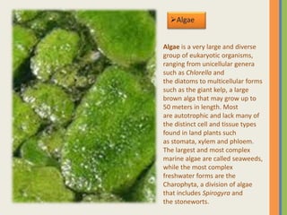 Algae
Algae is a very large and diverse
group of eukaryotic organisms,
ranging from unicellular genera
such as Chlorella and
the diatoms to multicellular forms
such as the giant kelp, a large
brown alga that may grow up to
50 meters in length. Most
are autotrophic and lack many of
the distinct cell and tissue types
found in land plants such
as stomata, xylem and phloem.
The largest and most complex
marine algae are called seaweeds,
while the most complex
freshwater forms are the
Charophyta, a division of algae
that includes Spirogyra and
the stoneworts.
 