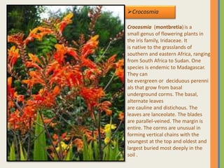 Crocosmia
Crocosmia (montbretia)is a
small genus of flowering plants in
the iris family, Iridaceae. It
is native to the grasslands of
southern and eastern Africa, ranging
from South Africa to Sudan. One
species is endemic to Madagascar.
They can
be evergreen or deciduous perenni
als that grow from basal
underground corms. The basal,
alternate leaves
are cauline and distichous. The
leaves are lanceolate. The blades
are parallel-veined. The margin is
entire. The corms are unusual in
forming vertical chains with the
youngest at the top and oldest and
largest buried most deeply in the
soil .
 