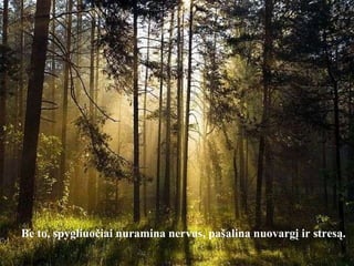 Be to, spygliuočiai nuramina nervus, pašalina nuovargį ir stresą. 