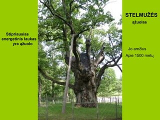 STELMUŽĖS ąžuolas Jo amžius Apie 1500 metų Stipriausias energetinis laukas  yra ąžuolo 
